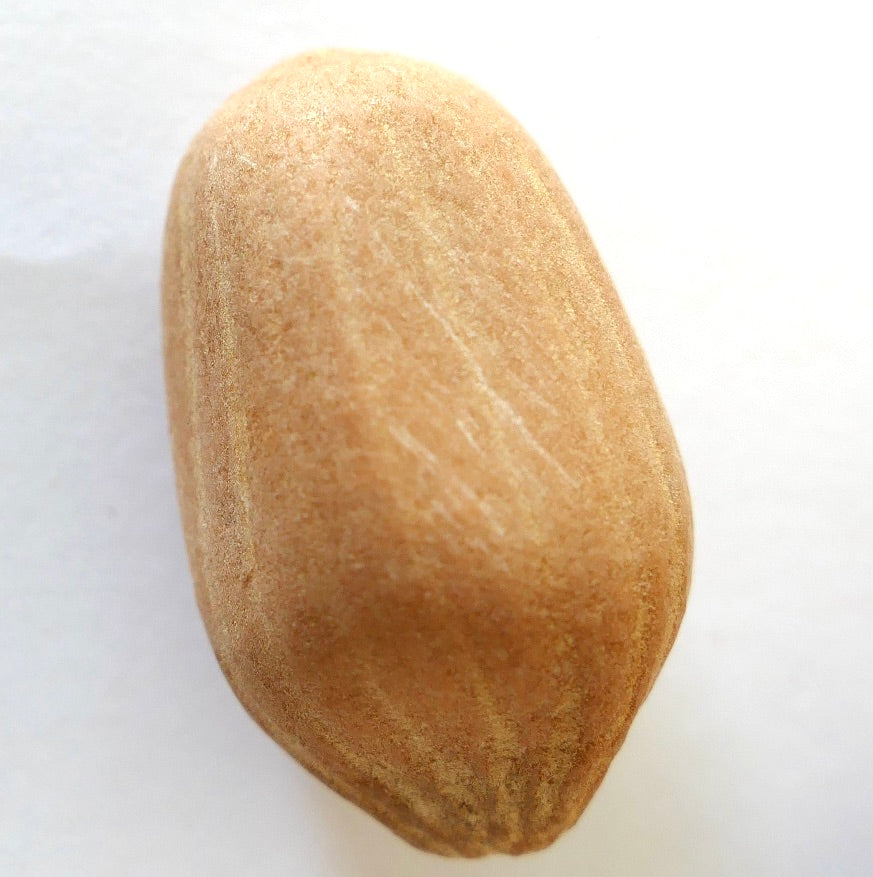 Graine de Dioon edule 'Queretaro Blue' en gros plan montrant une surface brune texturée et une forme ovale