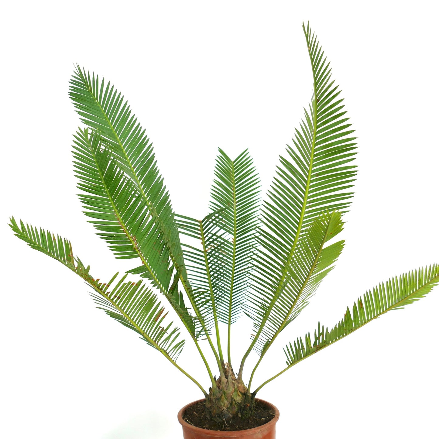 Dioon edule var. edule in pot, cycad met lange groene geveerde bladeren en stevige stam