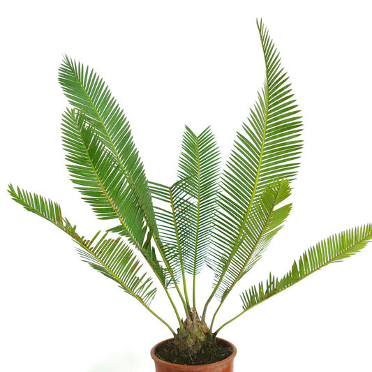 Dioon edule var. edule potted cycad with long green pinnate leaves and stout trunk