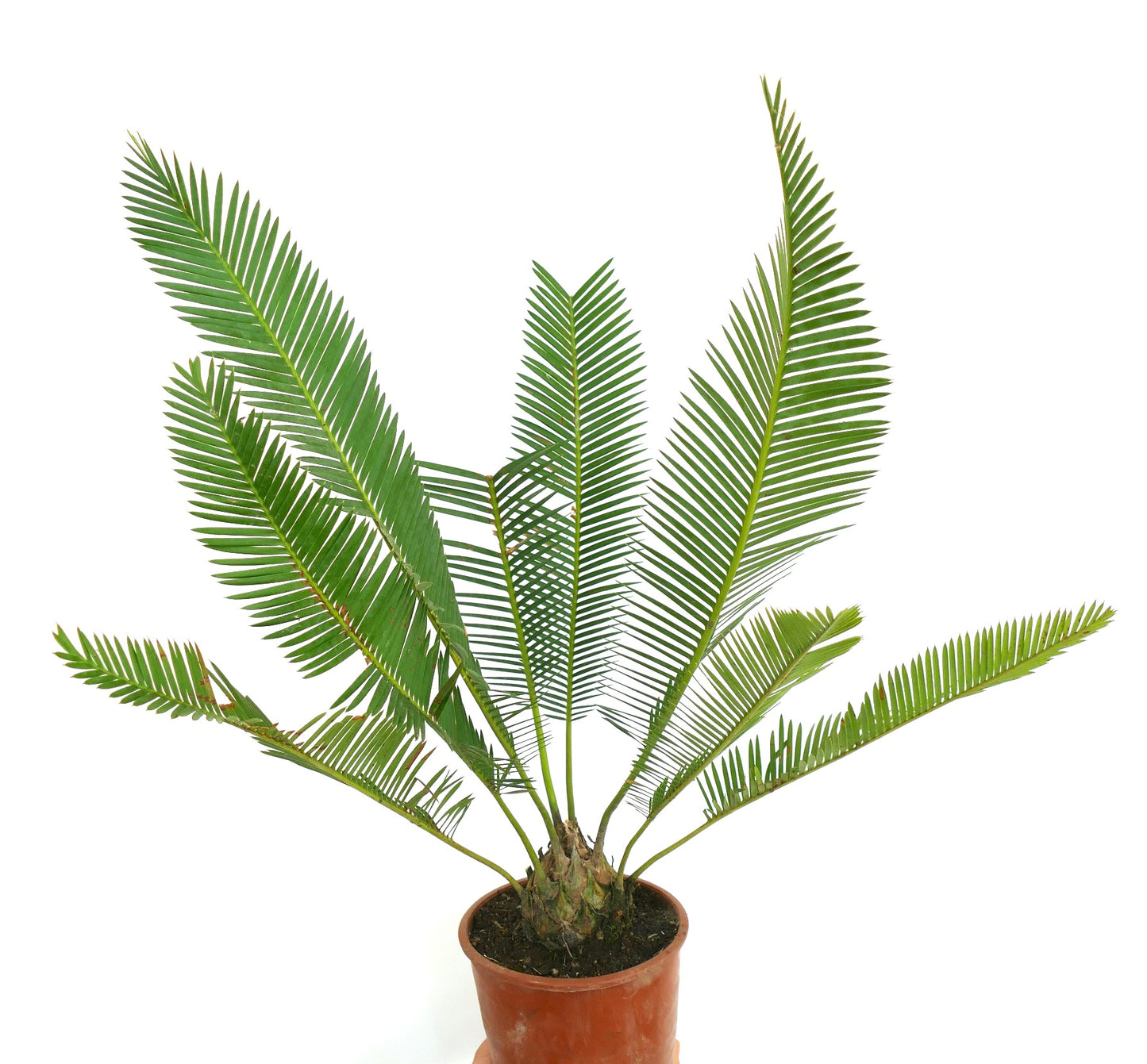 Dioon edule var. edule in pot, cycad met lange groene geveerde bladeren en een geribbelde stam