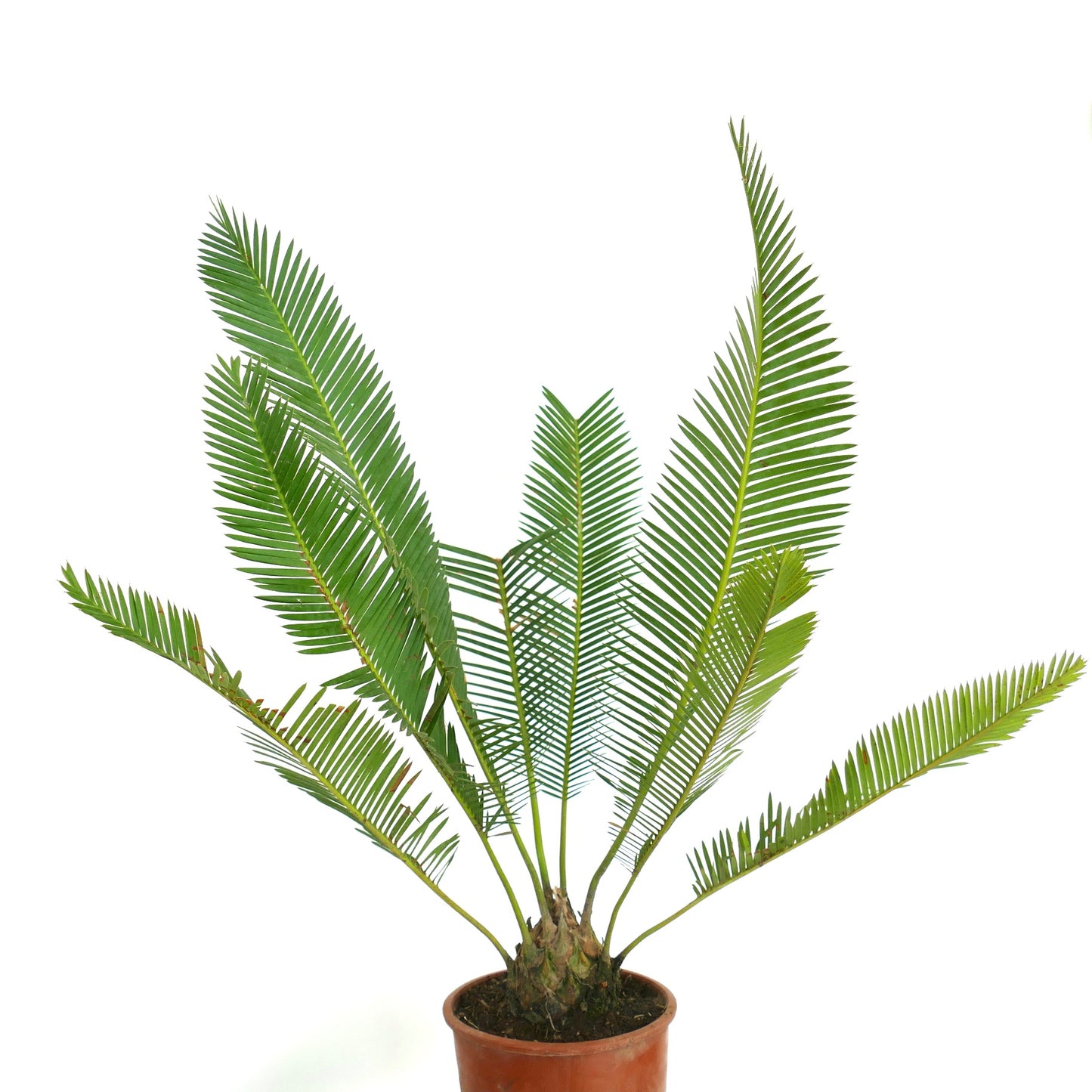 Dioon edule var. edule in pot zijnde cycad met lange groene geveerde bladeren en een geribbelde stam