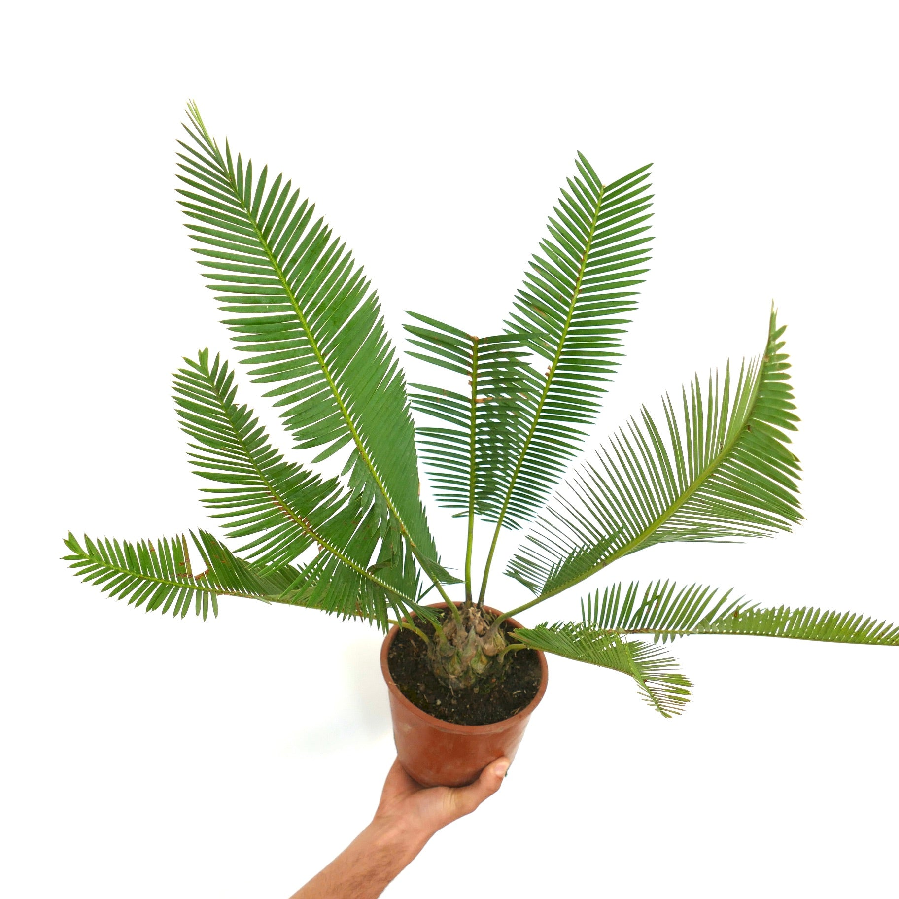 Dioon edule var. edule tropische cycad met lange, slanke groene bladlobben in terracotta pot