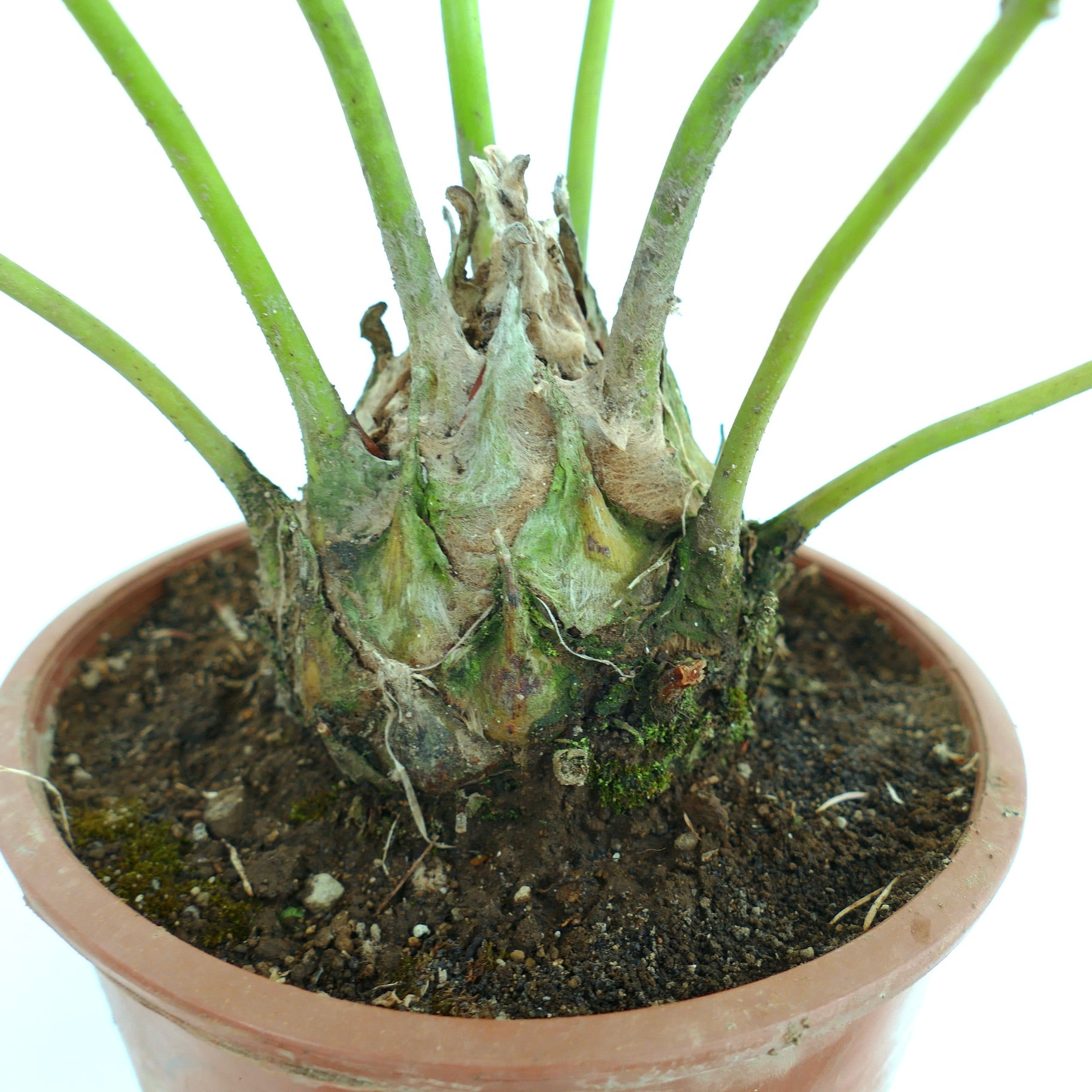 Dioon edule var. edule dikke caudex met groene stengels in terracottapot close-up