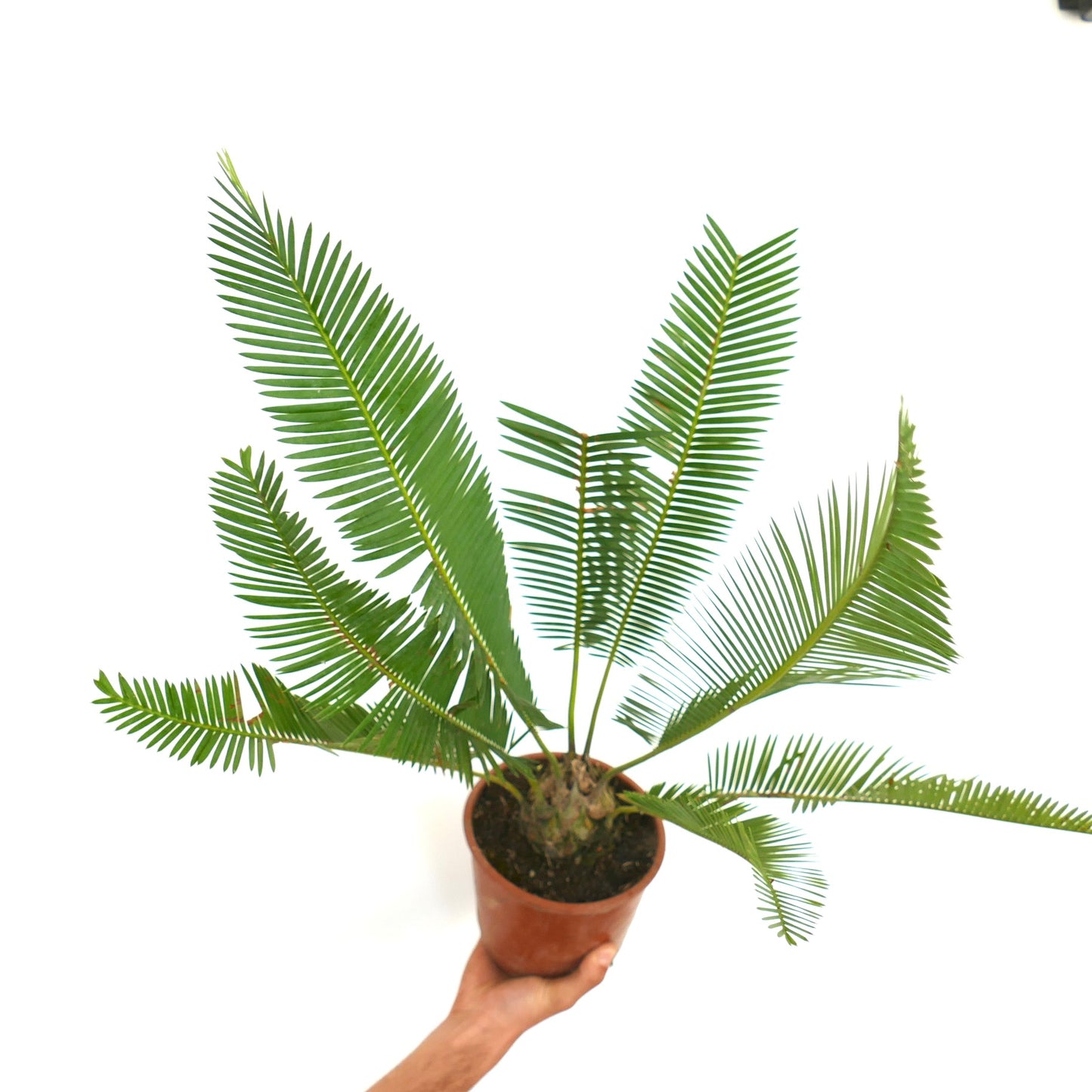 Dioon edule var. edule groene tropische cycad met lange smalle blaadjes in terracotta pot