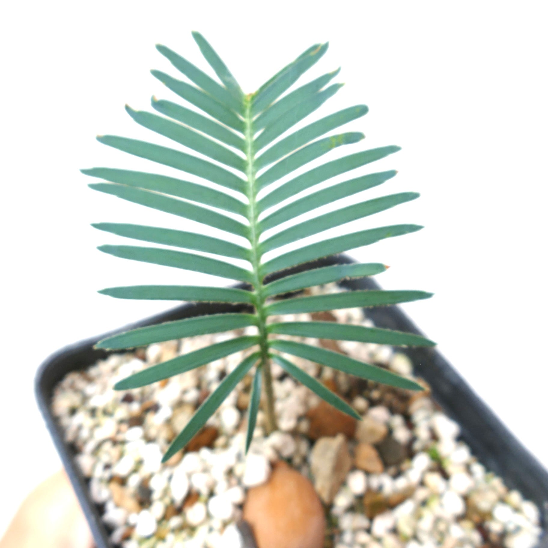 Dioone edule young succulent plant with elongated green leaves in small pot
