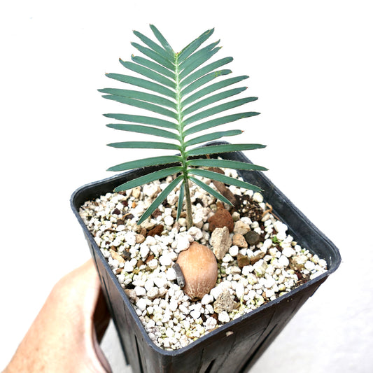 Dioone edule young succulent with symmetrical green leaves and thick seed in pot