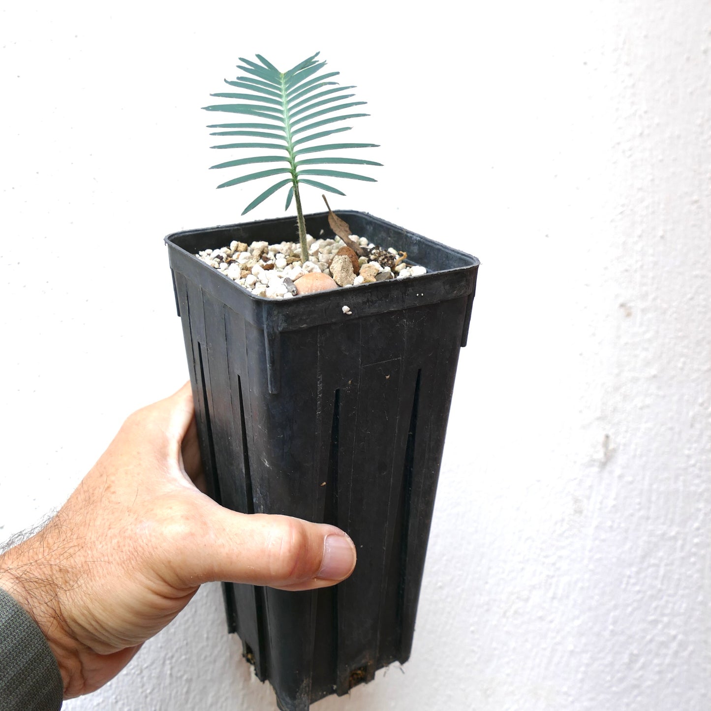 Dioon edule young succulent seedling with slender green leaflets in black nursery pot