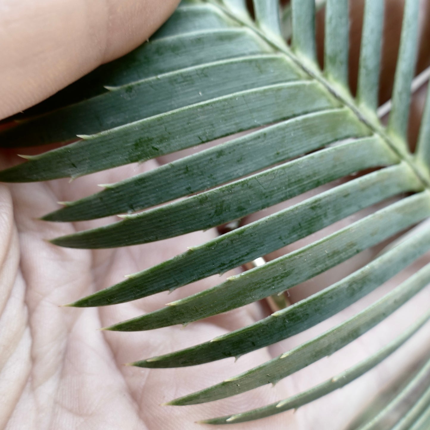 Dioon merolae close-up of green pinnate leaves with small spines on leaflets
