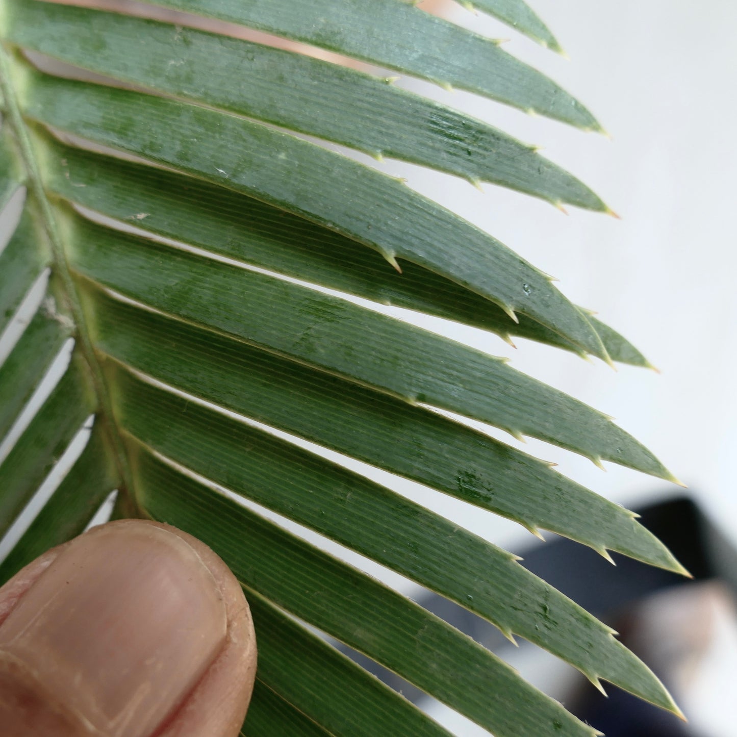 Dioon merolae close-up of green pinnate leaves with small sharp spines along edges