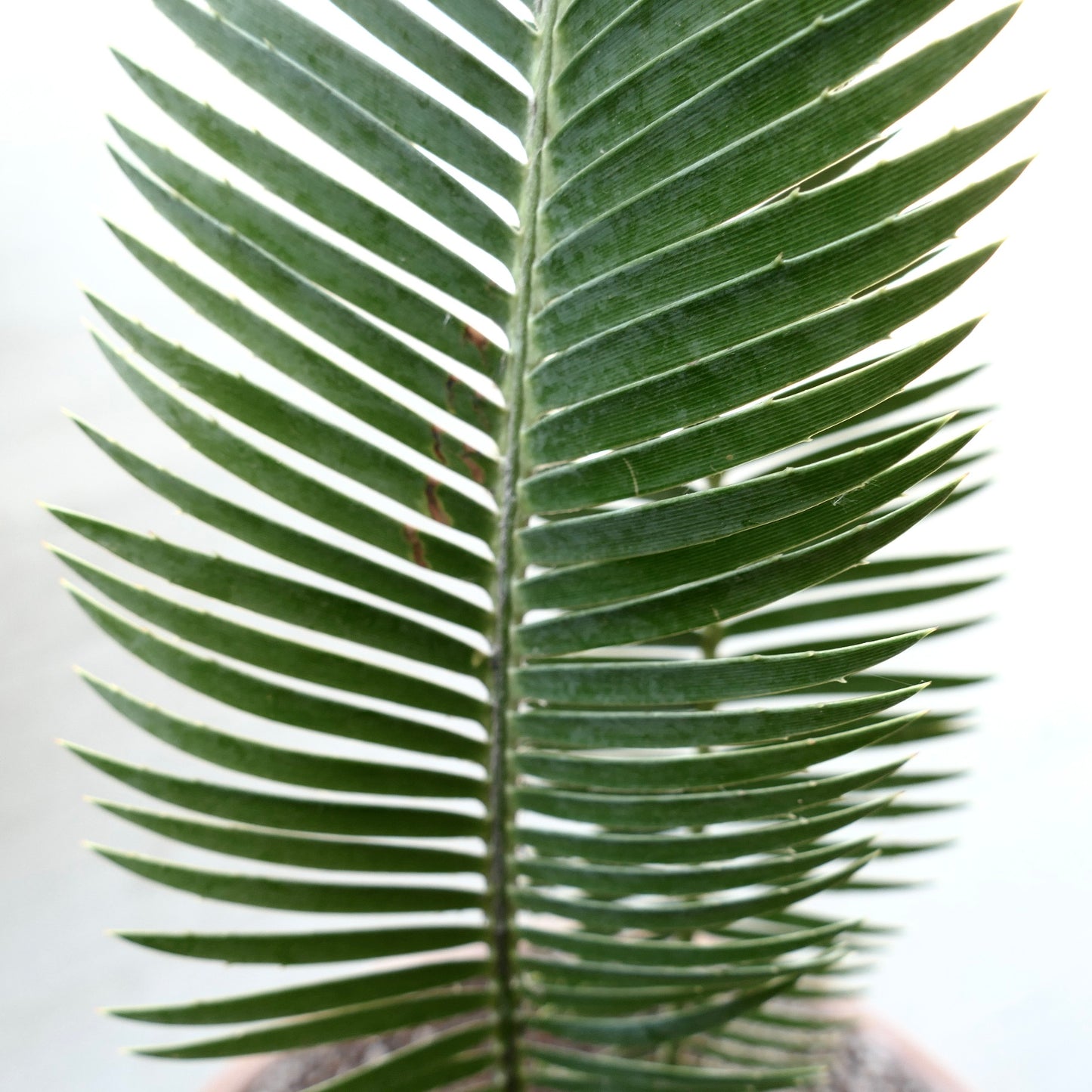 Dioon merolae with long, narrow, dark green leaflets and sharp spine tips close-up