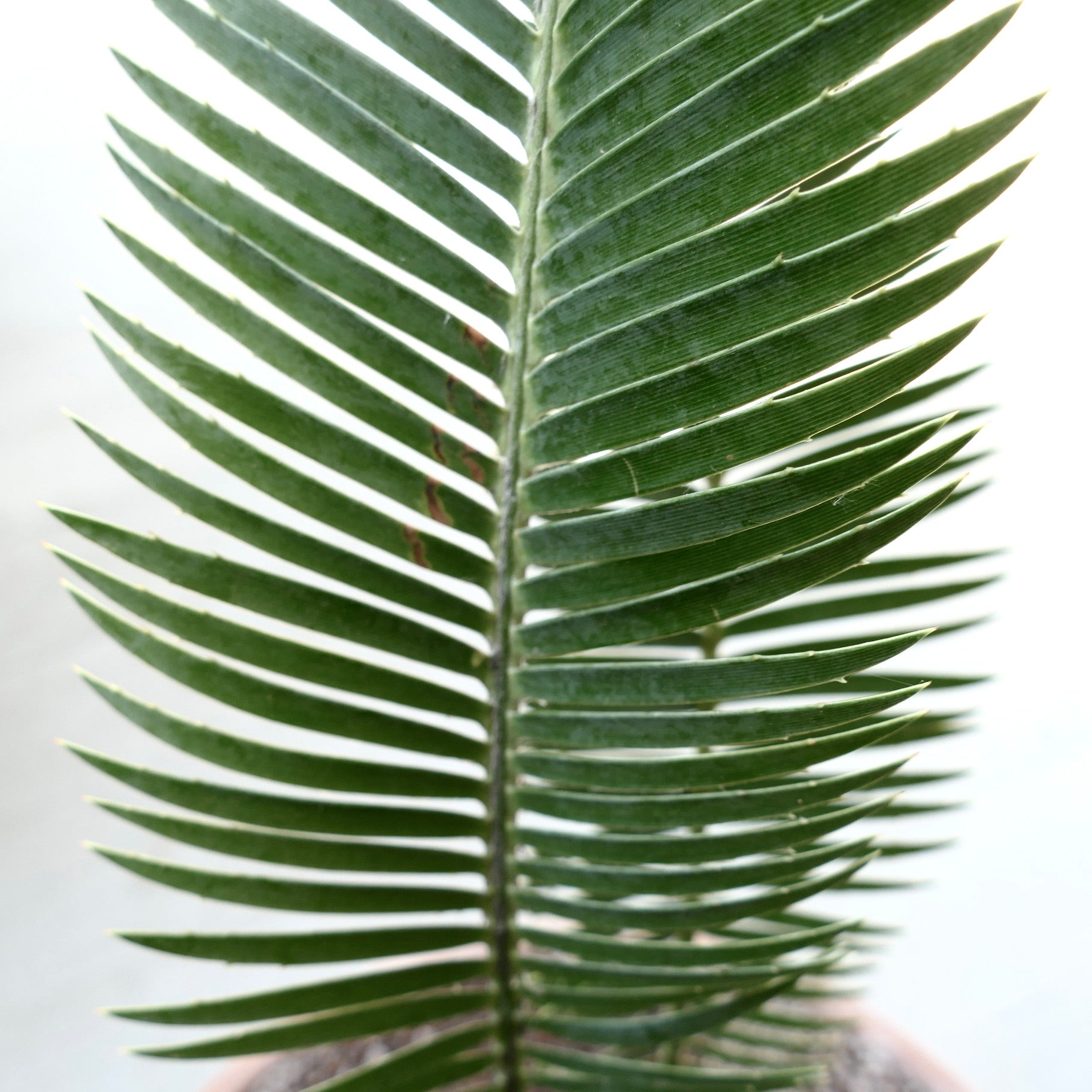 Dioon merolae with long, narrow, dark green leaflets and sharp spine tips close-up