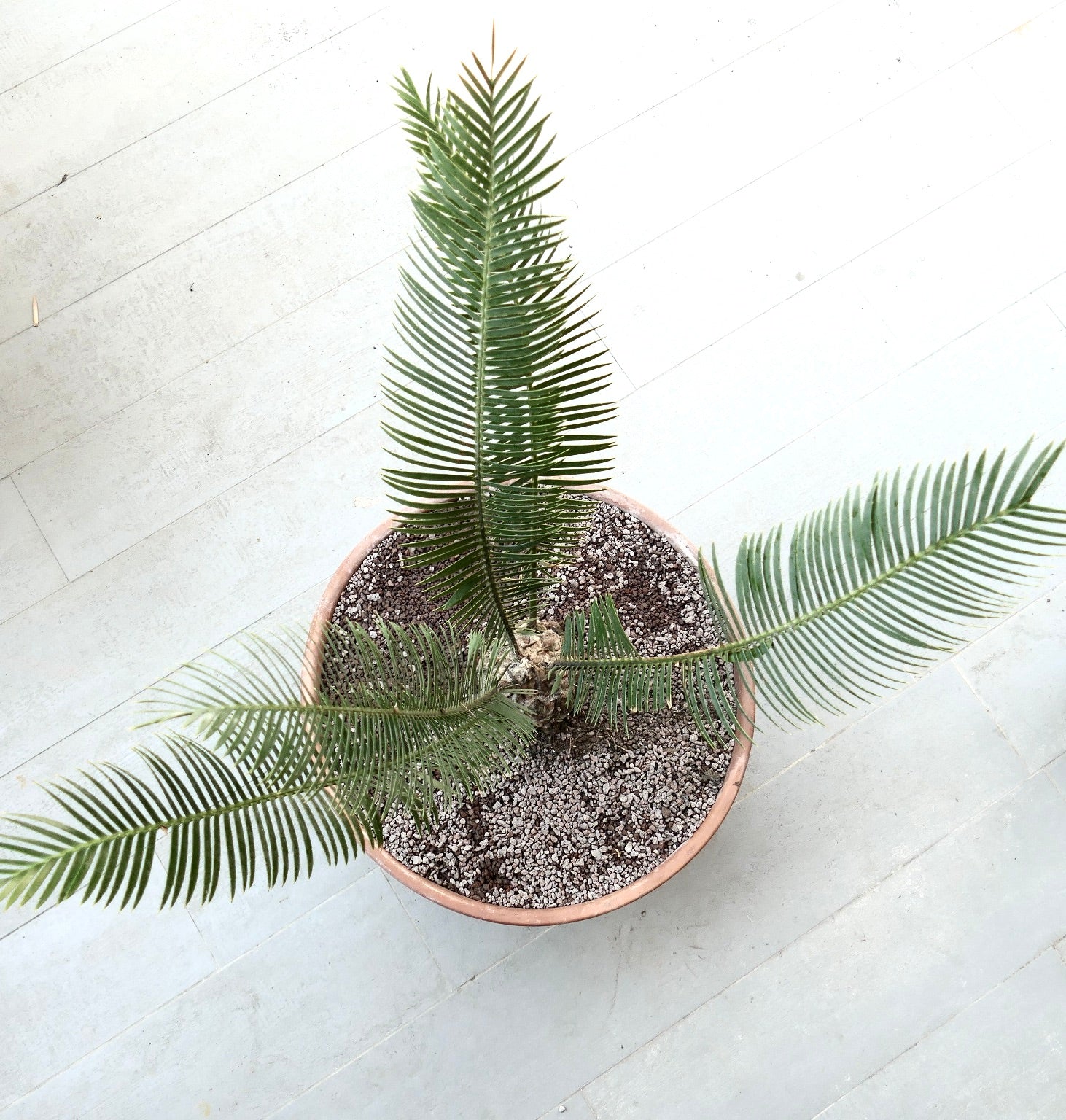 Dioon merolae young cycads with long, narrow green leaflets in a terracotta pot