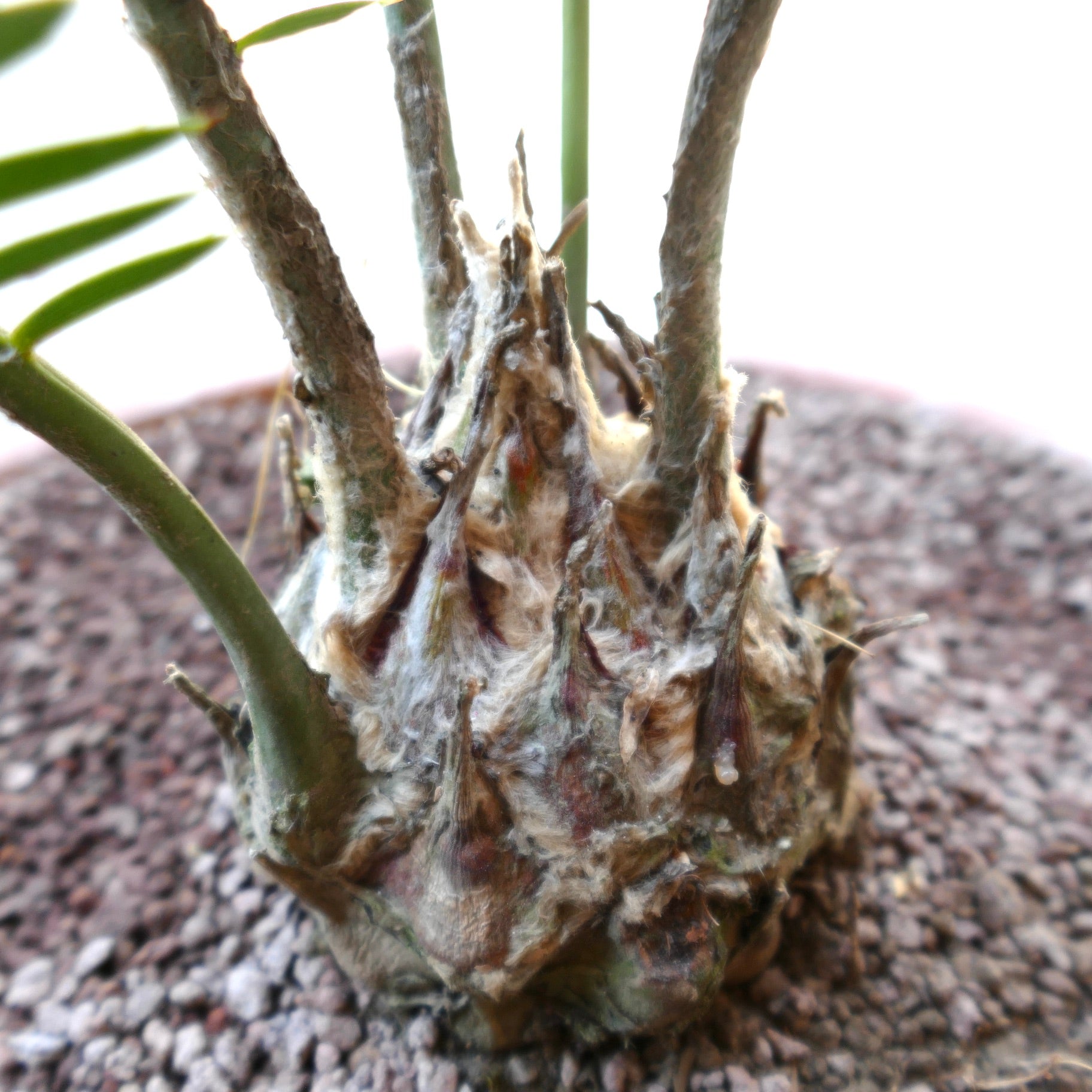 Dioon merolae rare cycad with thick woolly textured caudex and green emerging fronds