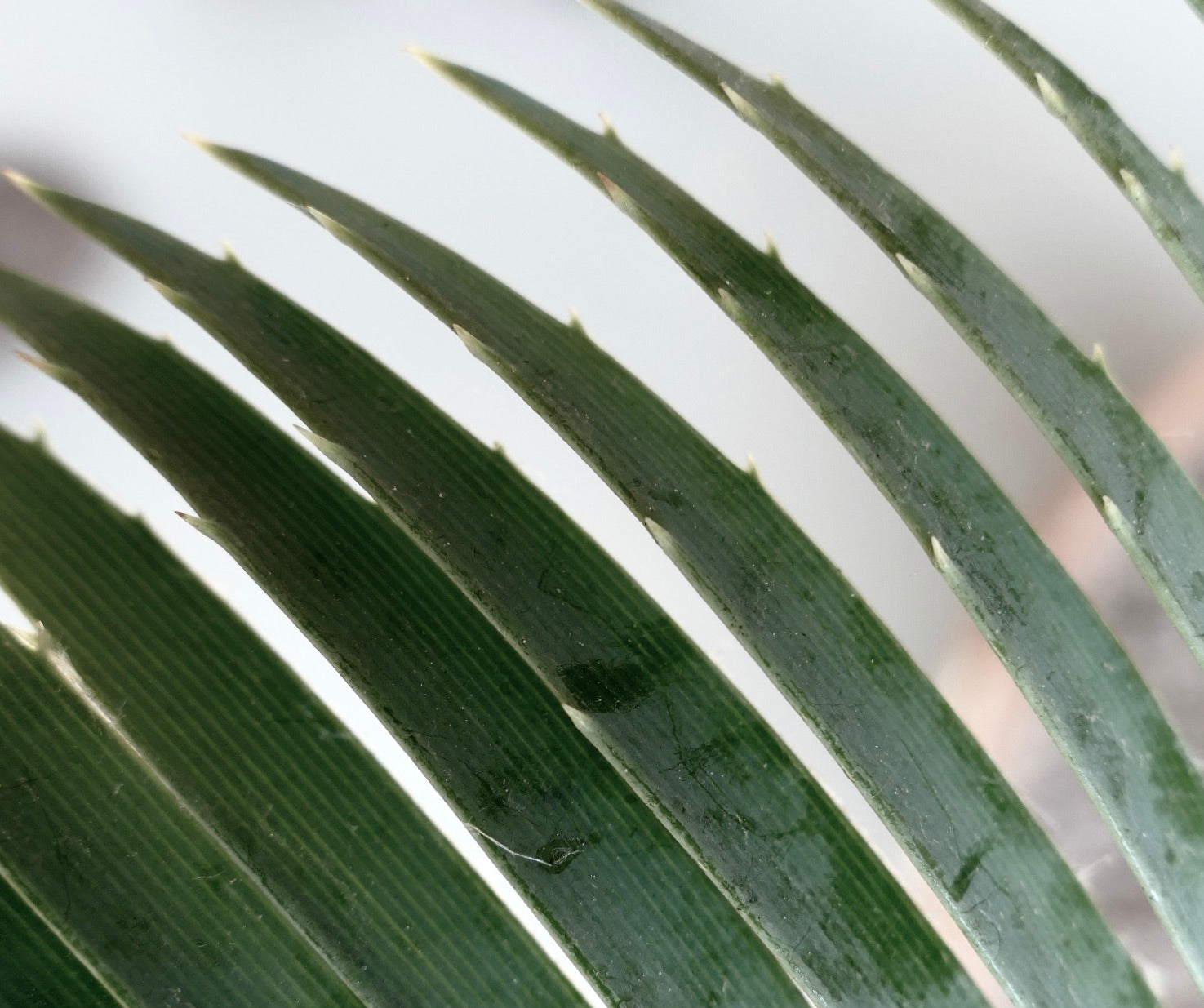 Dioon merolae close-up showing dark green pinnate leaves with small sharp spines