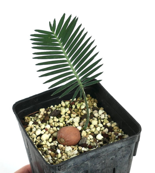 鉢植えのジオン・メロラエの若い苗、単一の緑色の葉と丸い茶色の種