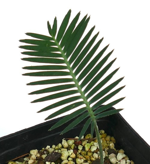 Jonge zeldzame Dioon merolae cycad met langwerpige groene blaadjes in zwarte pot