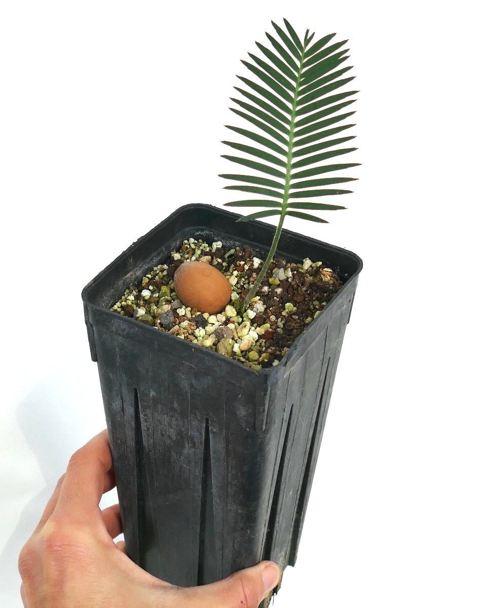 Dioon merolae jonge zaailing met slanke groene blaadjes in zwarte kweekpot