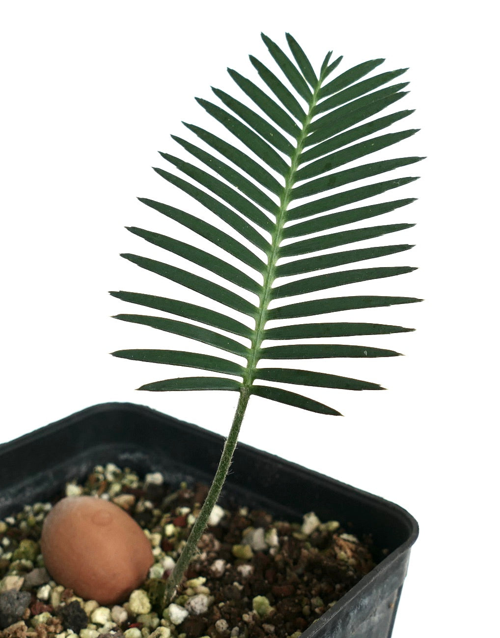Dioon merolae jonge zaailing met slanke groene blaadjes in zwarte kweekpot