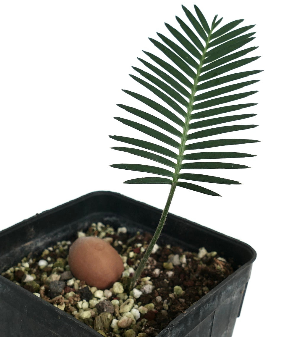 Dioon merolae jonge zaailing met slanke groene blaadjes in zwarte kweekpot