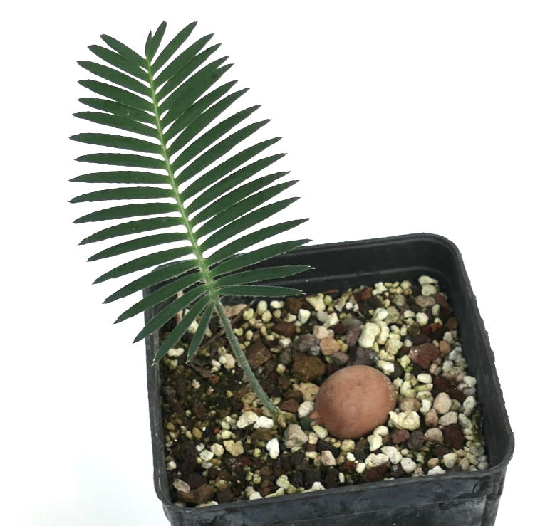 Dioon merolae ung sjelden cycad med enkelt grønt blad og caudex i potte