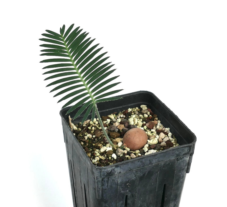 Dioon merolae ung plante med slanke grønne småblad og teksturert caudex i svart potte