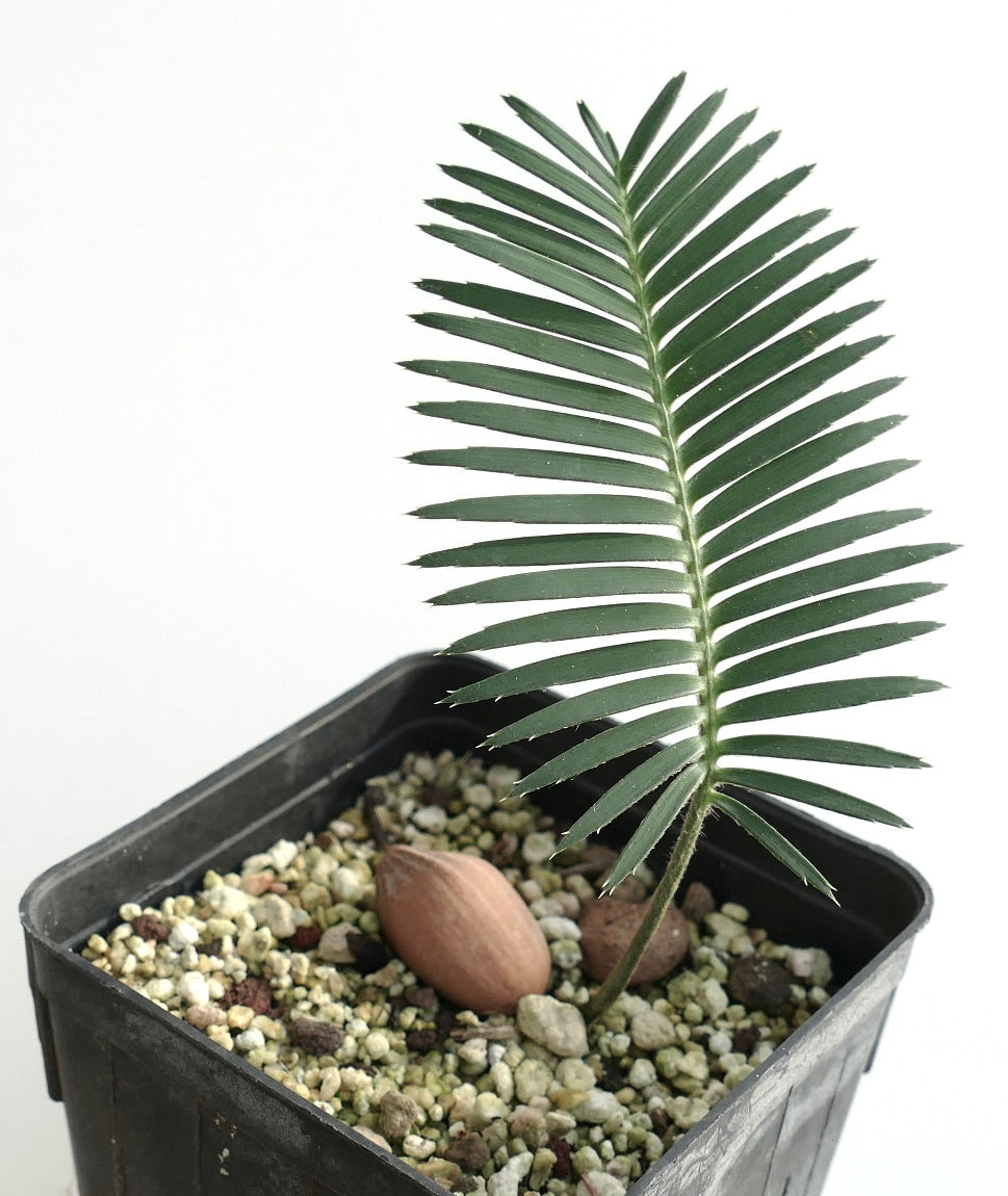 Dioon merolae Jungpflanze mit dunkelgrünen gefiederten Blättern in schwarzem Topf