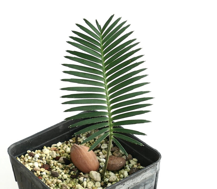 Dioon merolae junge seltene Cycade mit schlanken grünen Blättchen in einem schwarzen Topf