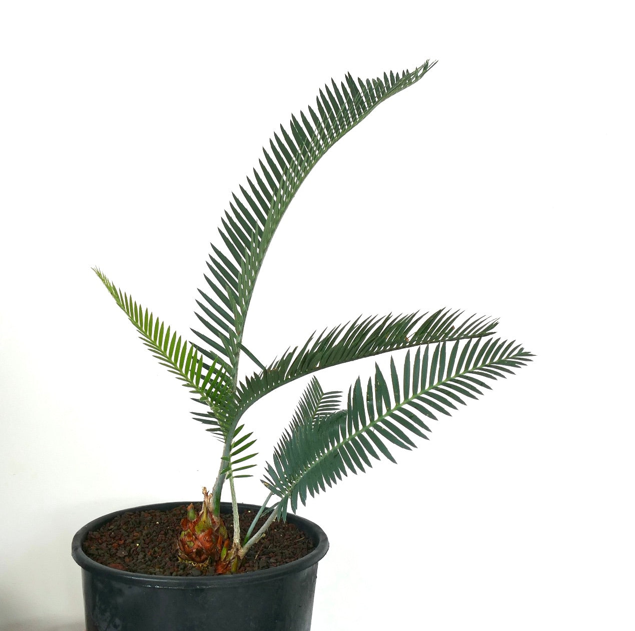 Dioon purpusii 2 HEADS