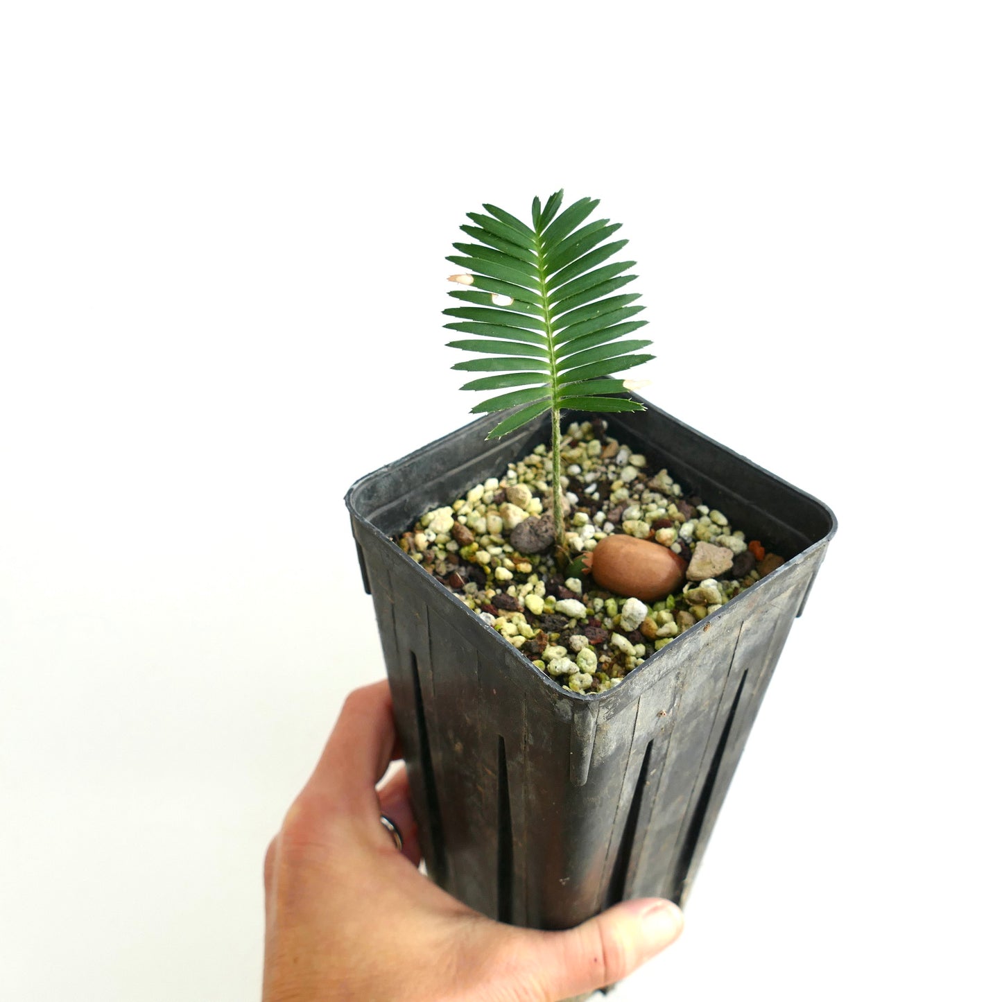 Dioon tomasellii JALISCO (Mexico)