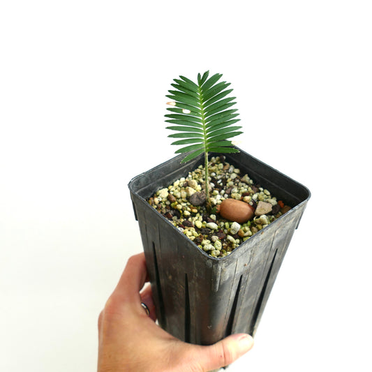 Dioon tomasellii JALISCO (Mexico)