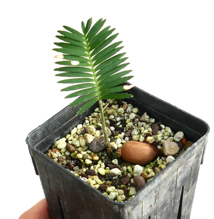 Dioon tomasellii JALISCO (Mexico)