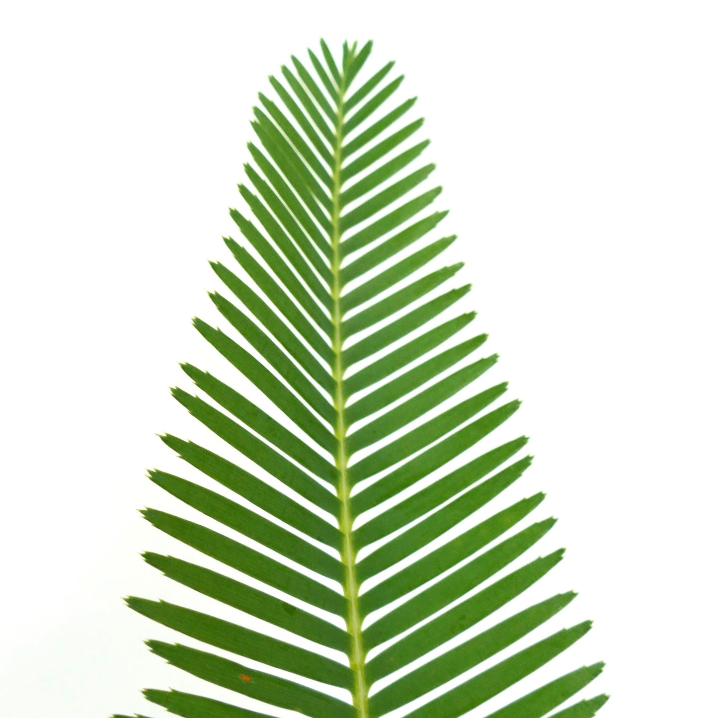 Feuille rare de cycas vert Dioon tomasellii avec folioles étroites symétriques en gros plan