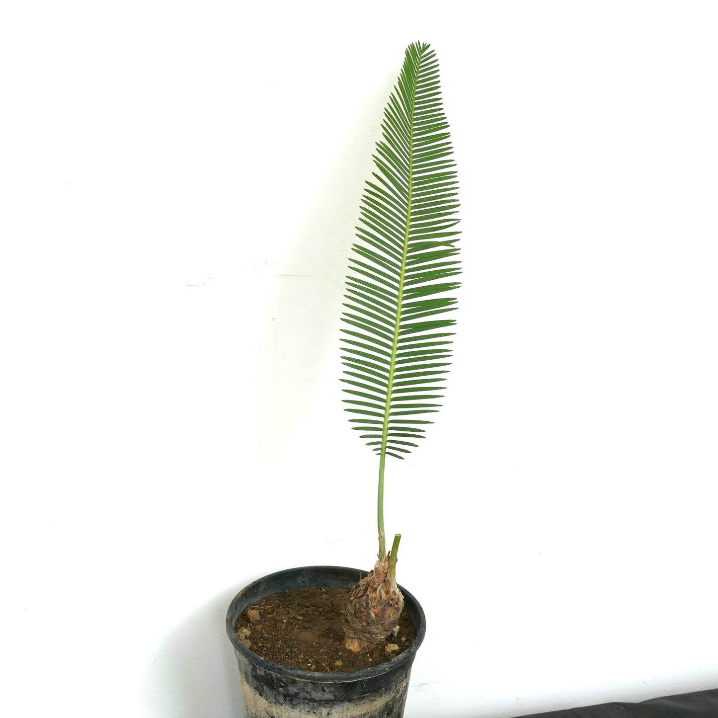 Dioon tomasellii, cycas rare avec une seule feuille verte allongée et une base bulbeuse en pot