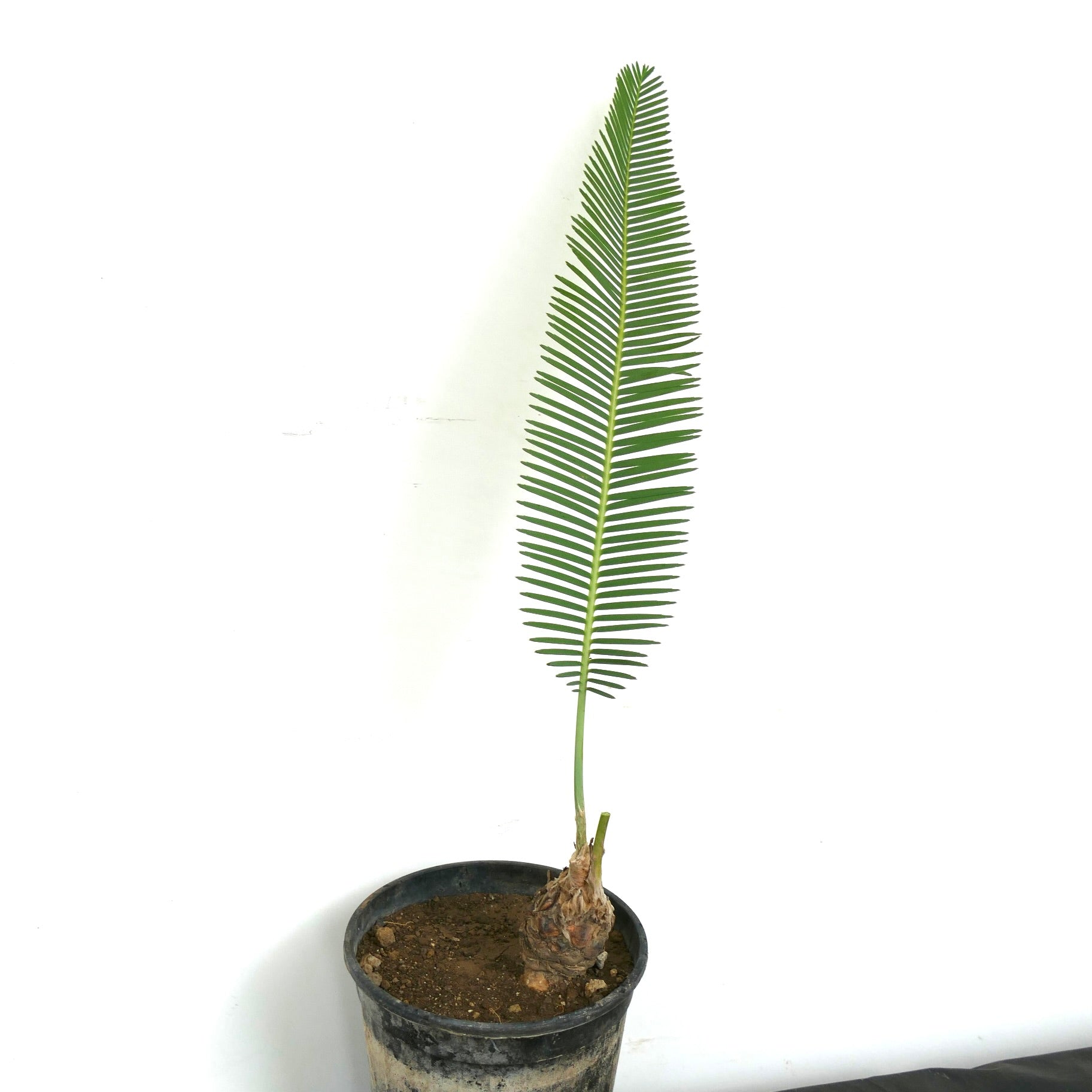 Dioon tomasellii, cycas rare avec une seule feuille verte allongée et une base bulbeuse en pot