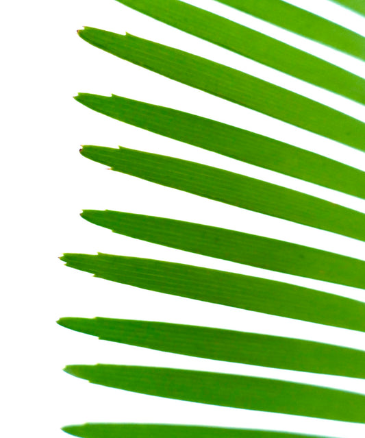 Dioon tomasellii bright green pinnate leaves with sharp tips rare cycad specimen