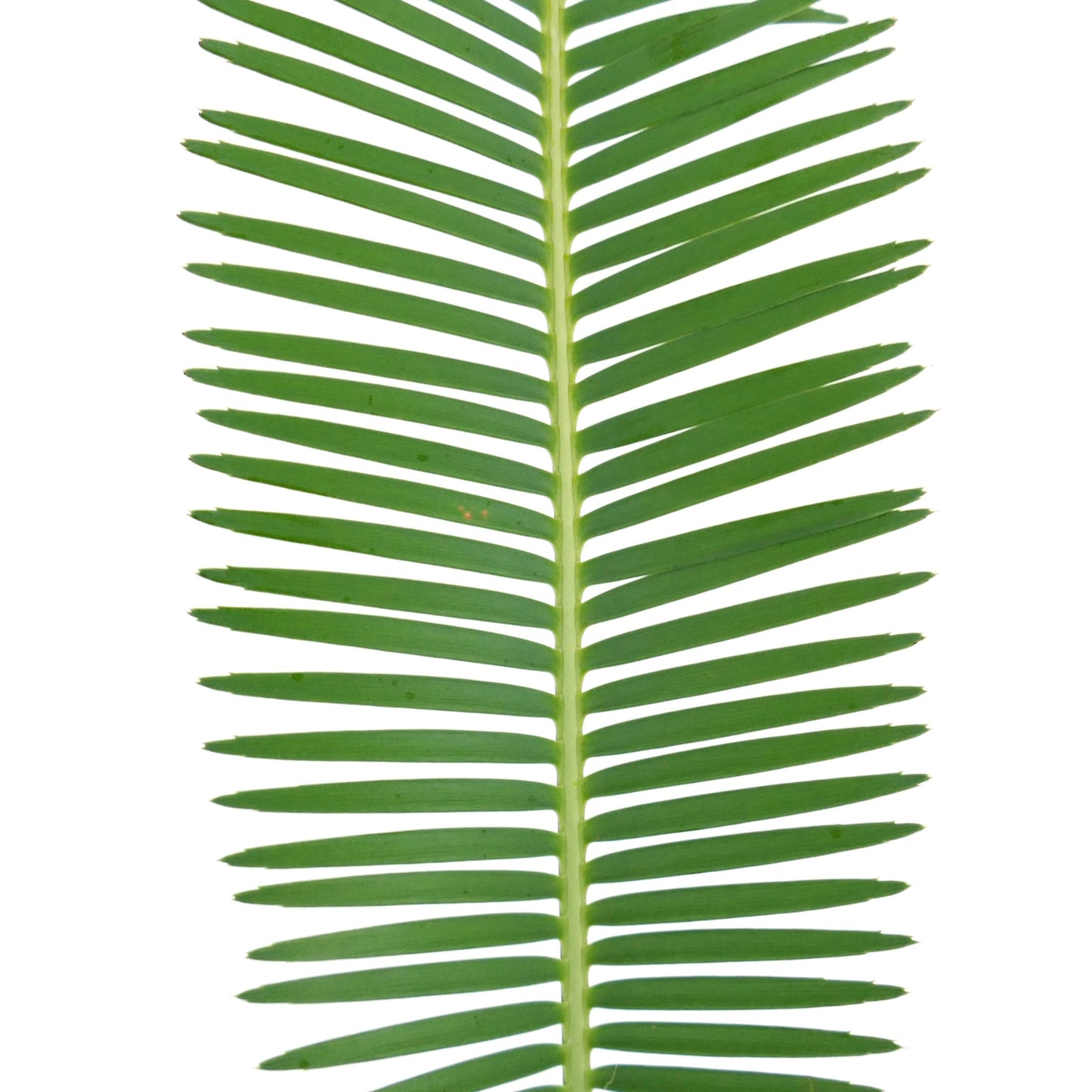 Feuille pennée verte de Dioon tomasellii avec des folioles étroites et une tige centrale en gros plan