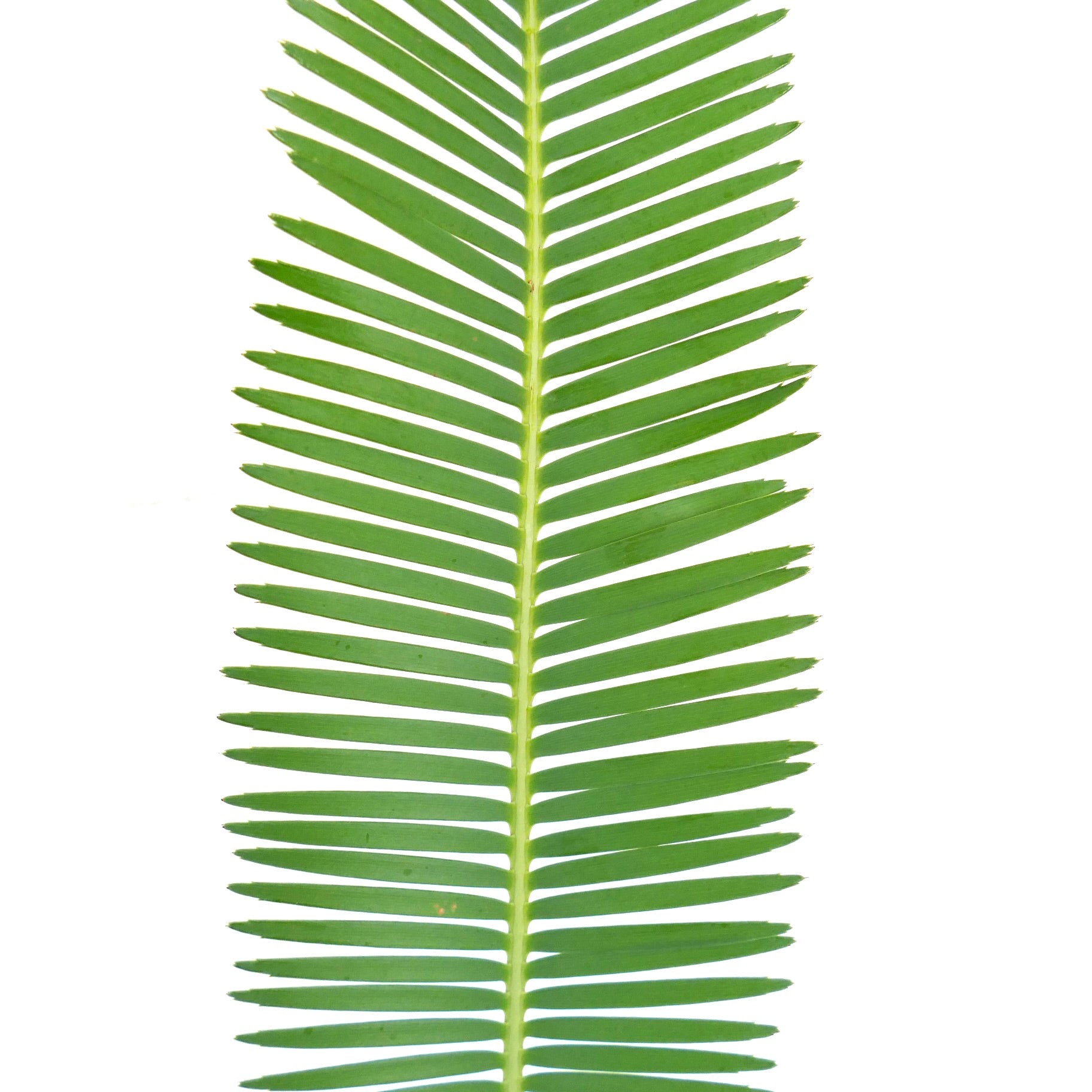 Dioon tomasellii feuille pinnée verte rare avec une texture lisse et des folioles symétriques