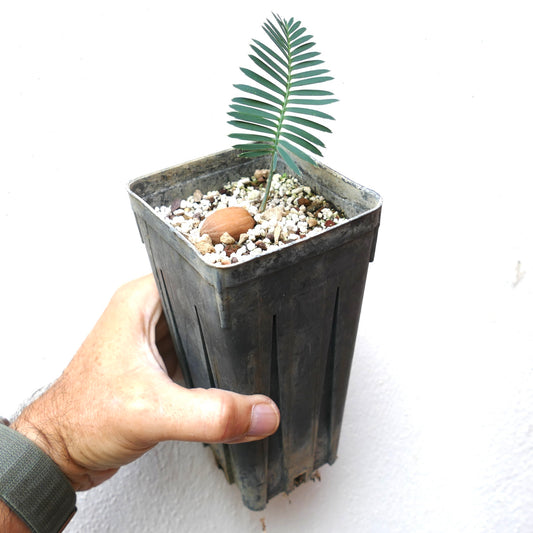 Dioon tomasellii young rare cycad seedling with green pinnate leaves in black pot