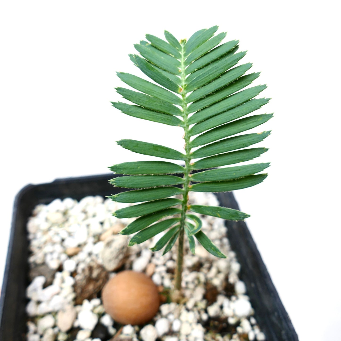 Dioon tomasellii young rare cycad with pinnate green leaves in black pot
