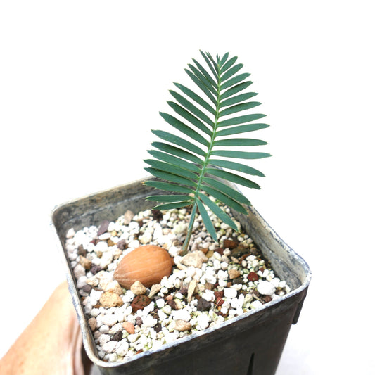 Dioon tomasellii young seedling with dark green pinnate leaves in potting mix