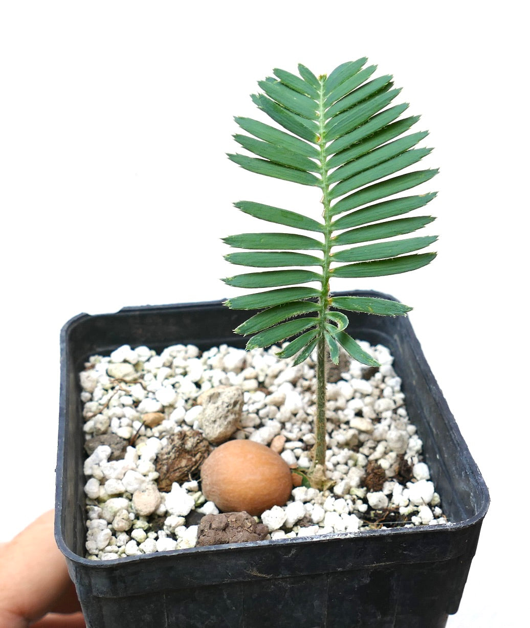 Dioon tomasellii young seedling with green pinnate leaves in black nursery pot