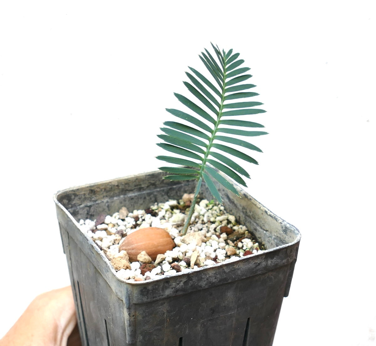 Dioon tomasellii young seedling with slender green leaflets in small nursery pot