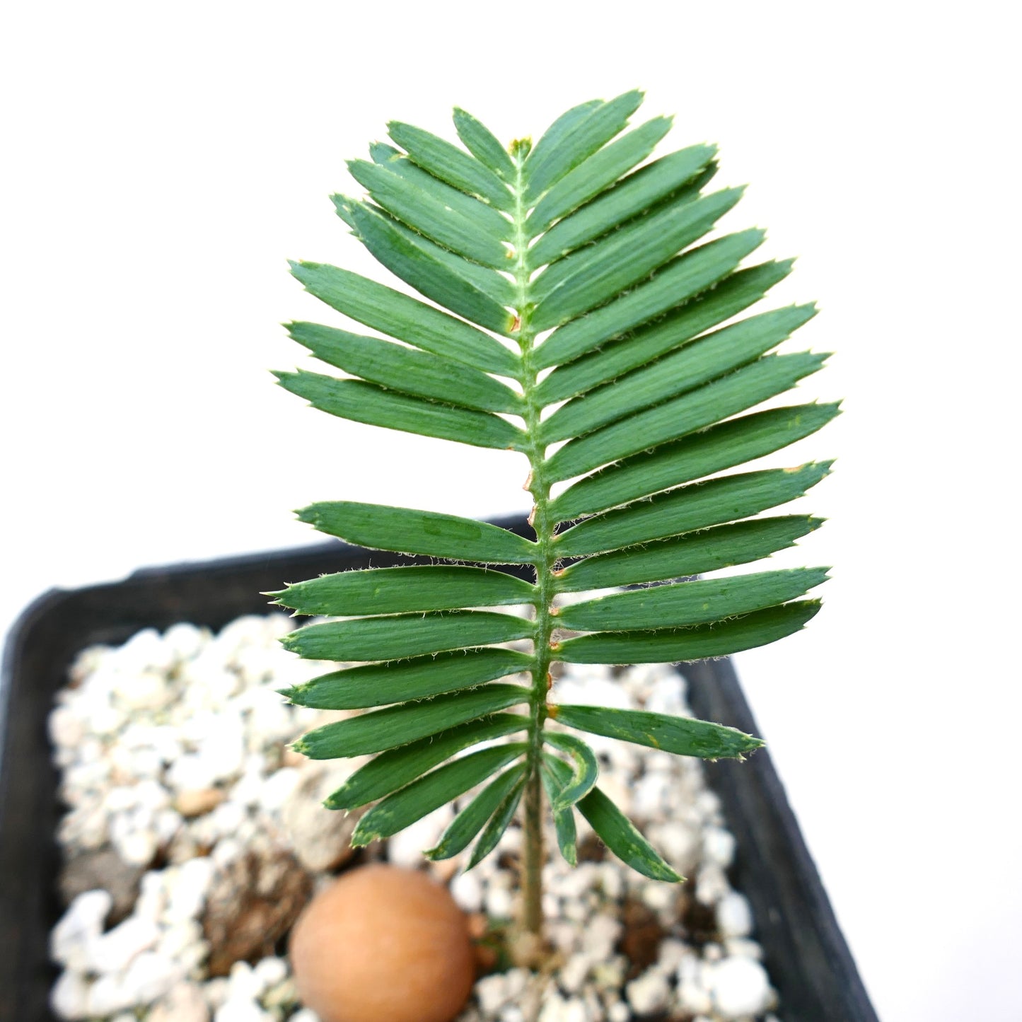 Dioon tomasellii young green cycad with pinnate leaves in small pot growing medium
