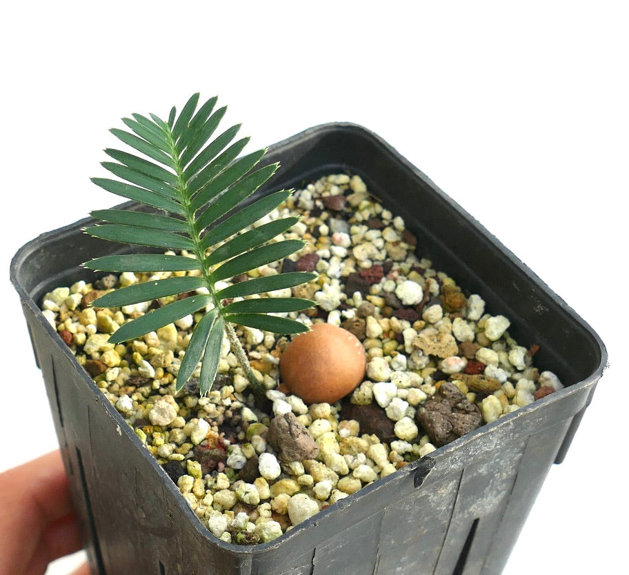 Dioon tomasellii (Jalisco, Mexico)