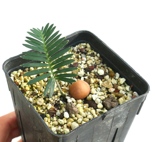 Dioon tomasellii (Jalisco, Mexico)