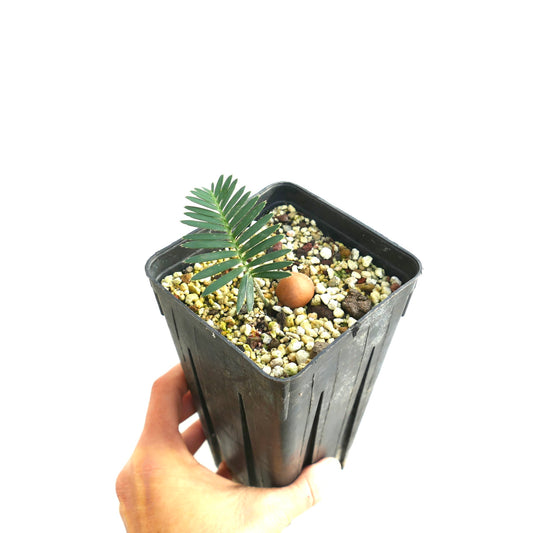 Dioon tomasellii (Jalisco, Mexico)