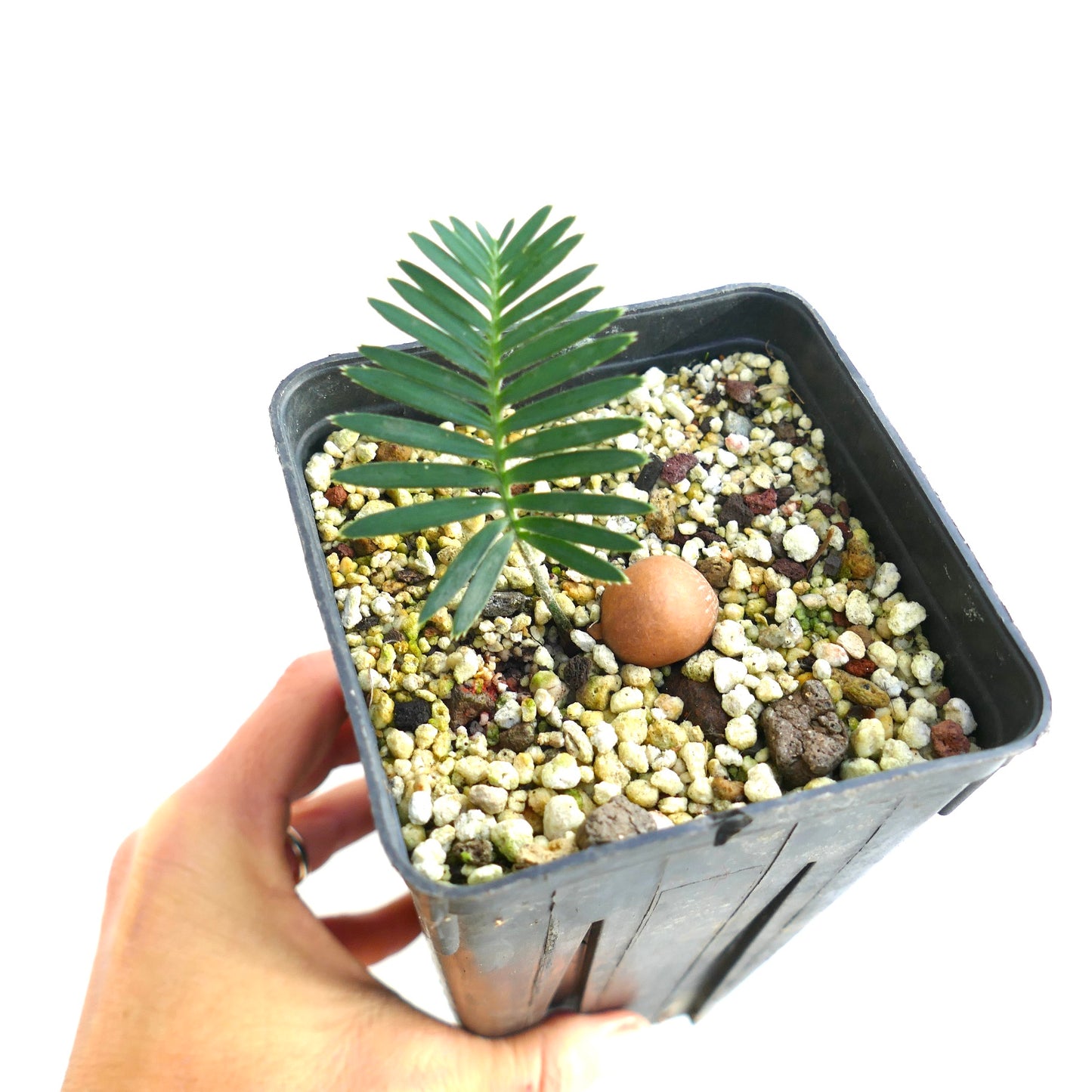 Dioon tomasellii (Jalisco, Mexico)