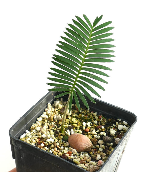 Dioon tomasellii (State of Durango, Mexico)