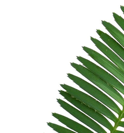 Dioon tomasellii (State of Durango, Mexico)