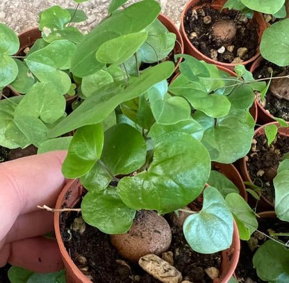 Dioscorea elephantipes